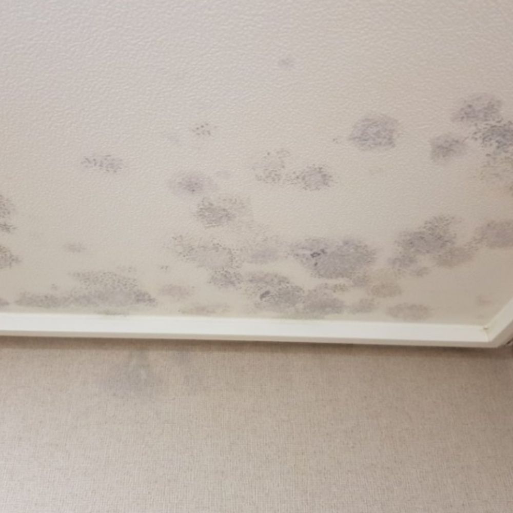 Tìm mua giấy dán tường giống loại này (bị mốc 1 góc)