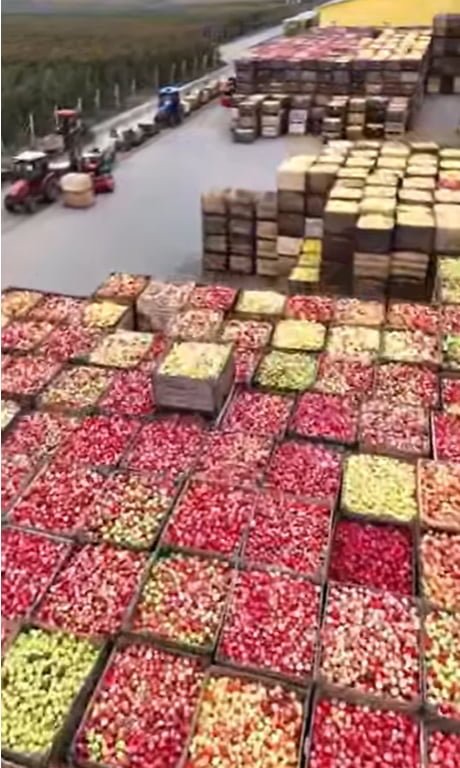 Trái cây Hàn Quốc đắt quá trời, nhất là táo ㅠㅠ Mỹ nghe nói rẻ lắm