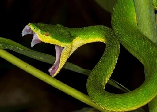 Cẩn thận rắn nha (khi về quê)